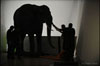 Ein Plastikelefant wird vor der Eröffnung ins neue Militärhistorische Museum der Bundeswehr in Dresden transportiert