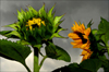 Sonnenblumen und dunkle Wolken in Pillnitz