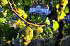 Weinreben auf dem Wackerbarth-Weinberg des Sächsischen Staatsweingutes Schloss Wackerbarth in Radebeul in der abendlichen Septembersonne