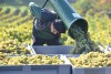 Ein Winzer kippt in der Weinlage "Paradies" in Radebeul eine Putte mit geernteten Riesling-Reben in den Transportbehaelter