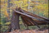 Durch den Borkenkäfer abgestorbener Wald im Nationalpark Sächsische Schweiz,