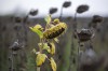 Vertrocknete Sonnenblumen auf einem Feld bei Grossenhain