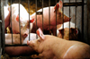 Schweinehaltung in einem Landwirtschaftsbetrieb in Großenhain in Sachsen
