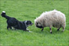 Hund gegen Schaf - bei Reinhardtsdorf in der Sächsischen Schweiz