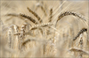 Getreide der Sorte Triticale auf einem Feld bei Frauenstein im Erzgebirge