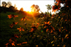 Sonneuntergang in einem Dorf in Masuren / Polen im August