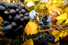 Weinernte der Sorte Spätburgunder im Sächsischen Staatsweingut Wackerbarth in Radebeul