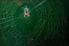 Eine Kreuzspinne spinnt ihr Netz im September