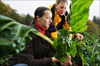 Mangoldernte in der solidarischen Landwirtschaft Struppen