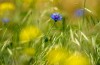 Blumen am Feldrand bei Berbisdorf